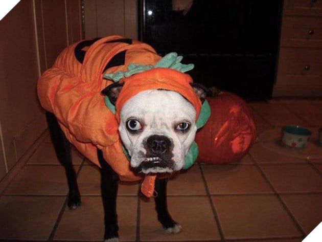 Vẻ mặt hậm hực của 19 boss khi bị con sen bắt cosplay như lũ ngớ ngẩn - Ảnh 3.