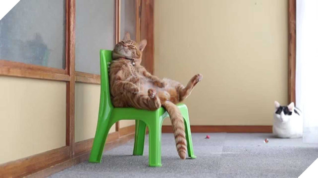 20 dáng ngồi phong thái hoàng thượng của các boss mèo - Ảnh 23.