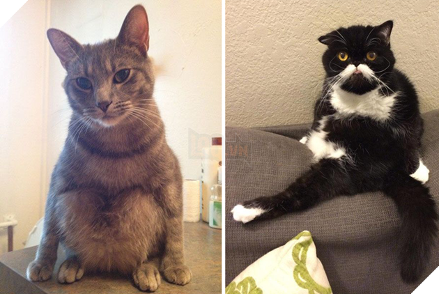 20 dáng ngồi phong thái hoàng thượng của các boss mèo - Ảnh 25.