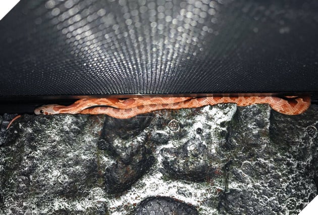 
Cận cảnh chú rắn đang nấp trong lồng, trông khá dễ thương nhưng cũng rất nguy hiểm.
