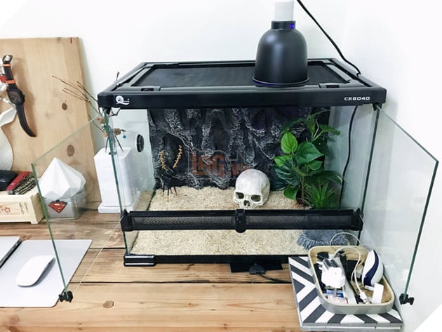 Góc chơi game cực chất có cả tủ nuôi rắn của một game thủ Việt