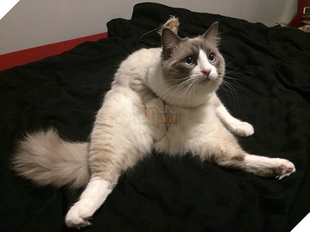 20 dáng ngồi phong thái hoàng thượng của các boss mèo - Ảnh 27.