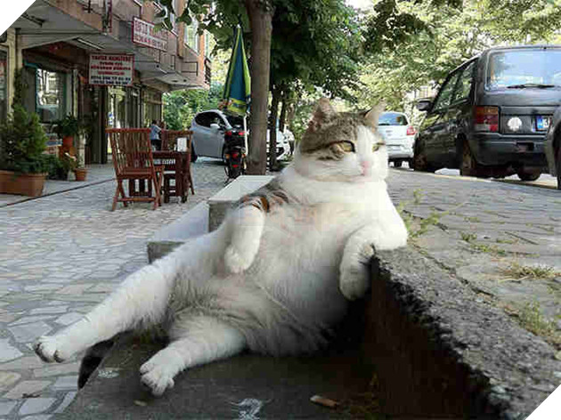 20 dáng ngồi phong thái hoàng thượng của các boss mèo - Ảnh 29.