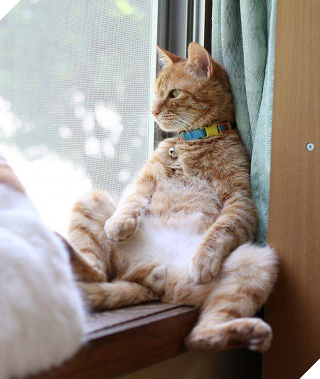 20 dáng ngồi phong thái hoàng thượng của các boss mèo - Ảnh 39.