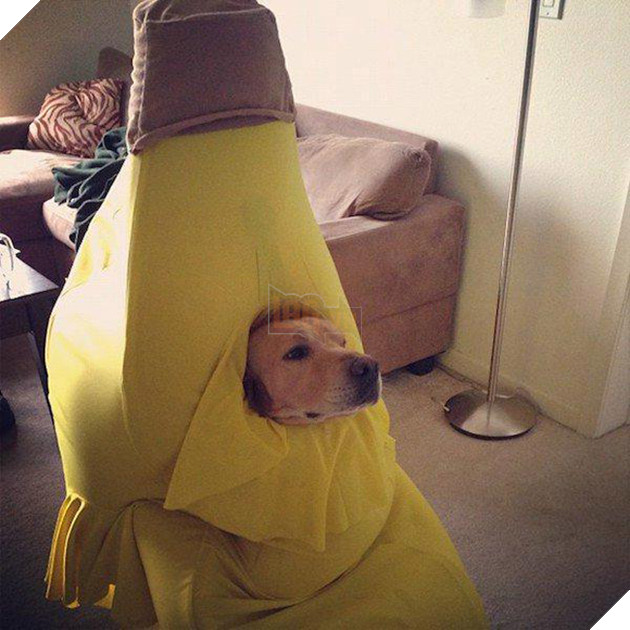 Vẻ mặt hậm hực của 19 boss khi bị con sen bắt cosplay như lũ ngớ ngẩn - Ảnh 5.