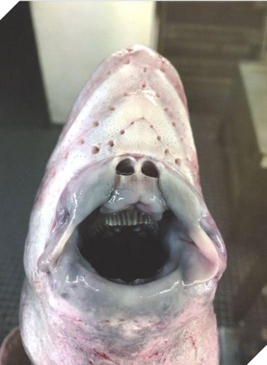 Ảnh hiếm về những loài quái vật biển sâu - Ảnh 4.