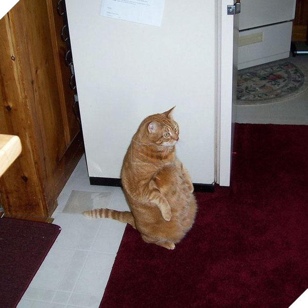 20 dáng ngồi phong thái hoàng thượng của các boss mèo - Ảnh 33.