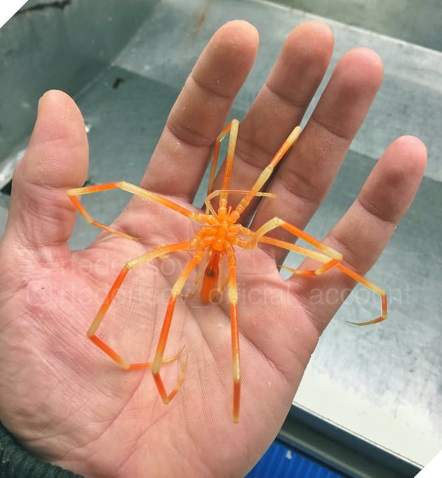 Ảnh hiếm về những loài quái vật biển sâu - Ảnh 5.