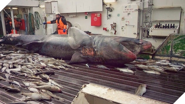 Ảnh hiếm về những loài quái vật biển sâu - Ảnh 6.