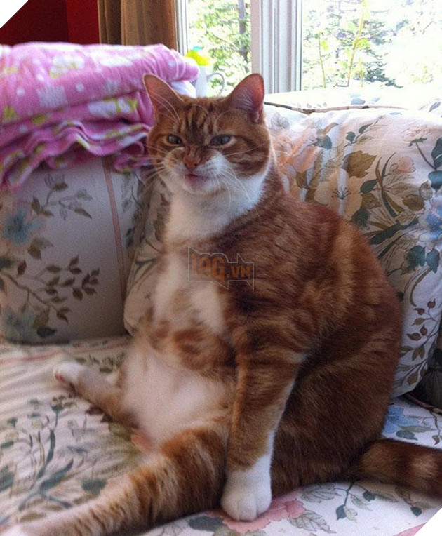 20 dáng ngồi phong thái hoàng thượng của các boss mèo - Ảnh 35.