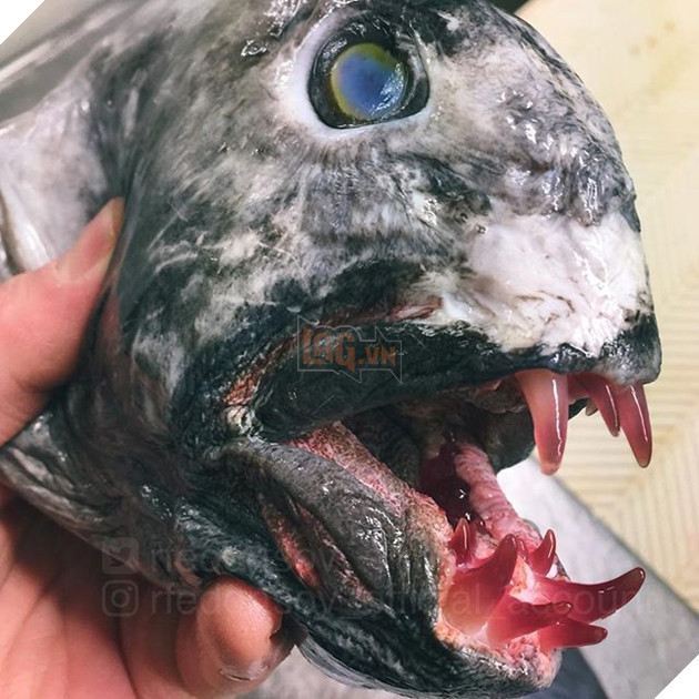 Ảnh hiếm về những loài quái vật biển sâu - Ảnh 7.