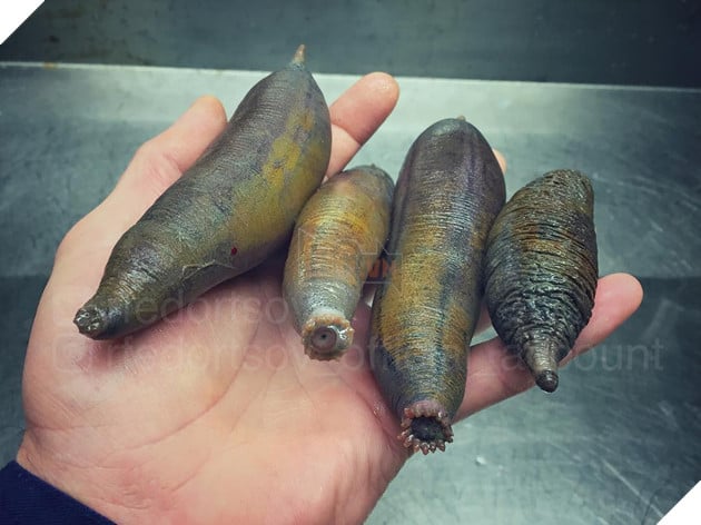 Ảnh hiếm về những loài quái vật biển sâu - Ảnh 8.