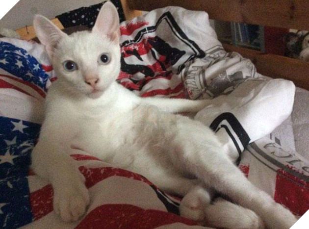 20 dáng ngồi phong thái hoàng thượng của các boss mèo - Ảnh 37.