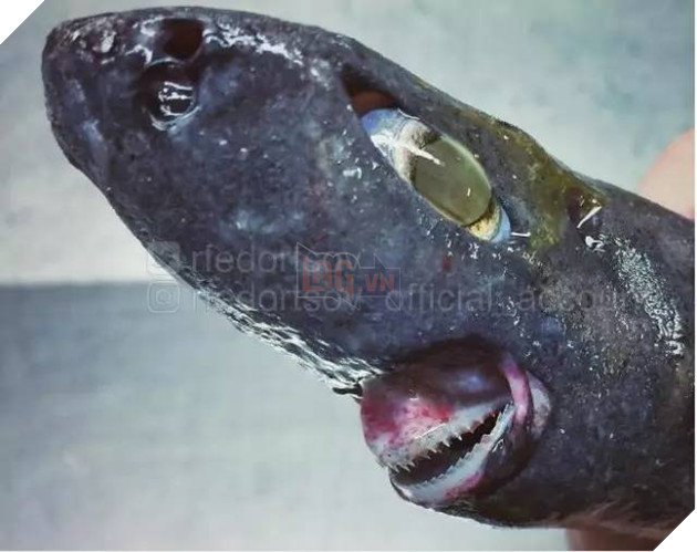 Ảnh hiếm về những loài quái vật biển sâu - Ảnh 9.