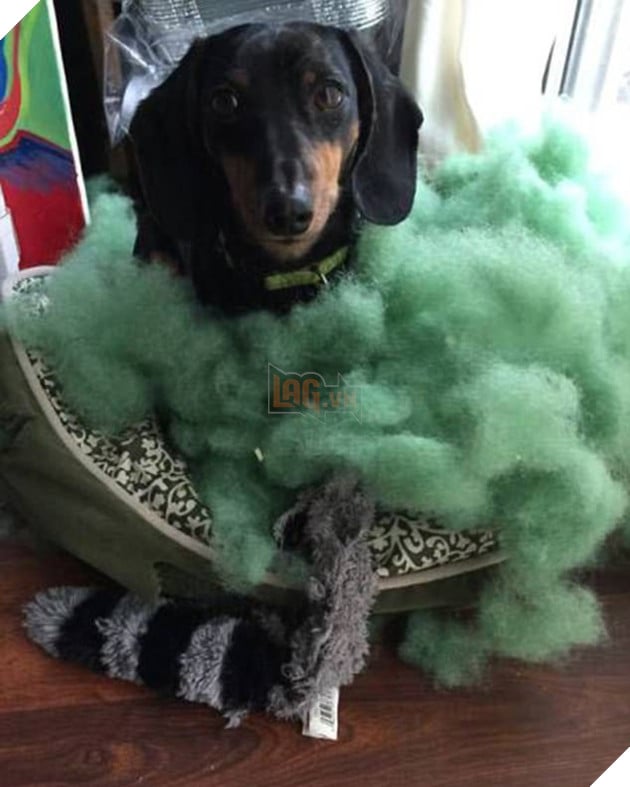 21 chú chó mèo nhân dịp chủ đi vắng là phá banh cả nhà - Ảnh 1.