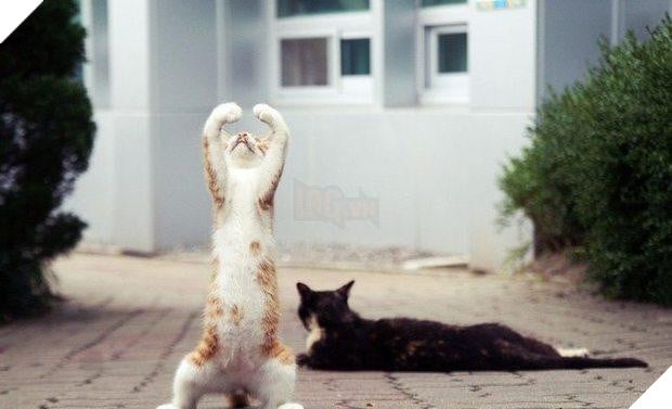 10 hình ảnh chú mèo ‘đi quyền’ siêu hài hước, mỗi hình mỗi thế khiến người xem không nhịn được cười 10