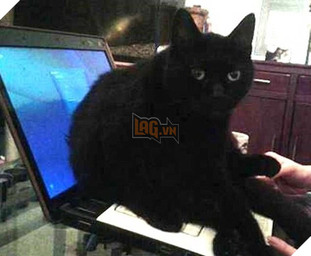 21 chú chó mèo nhân dịp chủ đi vắng là phá banh cả nhà - Ảnh 17.