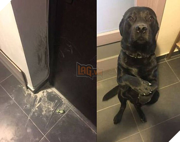 21 chú chó mèo nhân dịp chủ đi vắng là phá banh cả nhà - Ảnh 19.