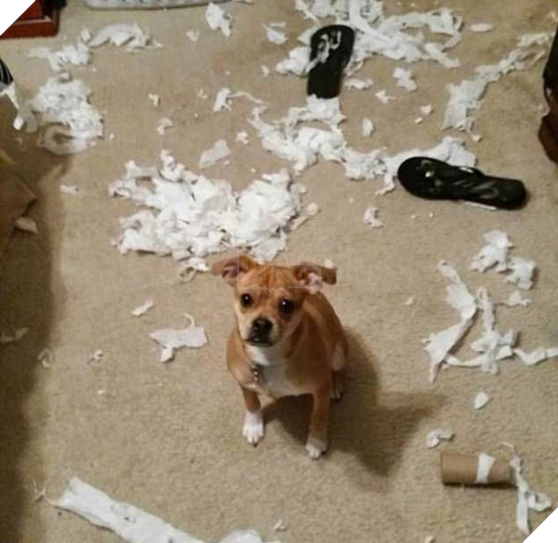 21 chú chó mèo nhân dịp chủ đi vắng là phá banh cả nhà - Ảnh 21.