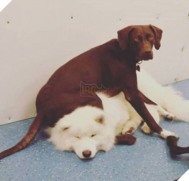 21 chú chó mèo nhân dịp chủ đi vắng là phá banh cả nhà - Ảnh 23.