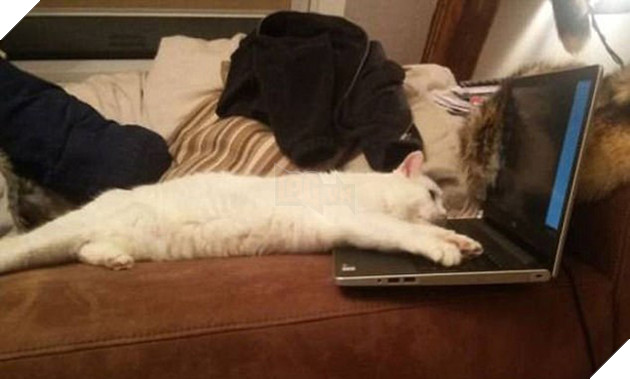 21 chú chó mèo nhân dịp chủ đi vắng là phá banh cả nhà - Ảnh 27.