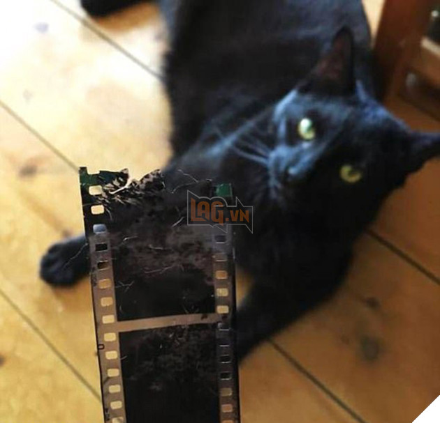 21 chú chó mèo nhân dịp chủ đi vắng là phá banh cả nhà - Ảnh 29.