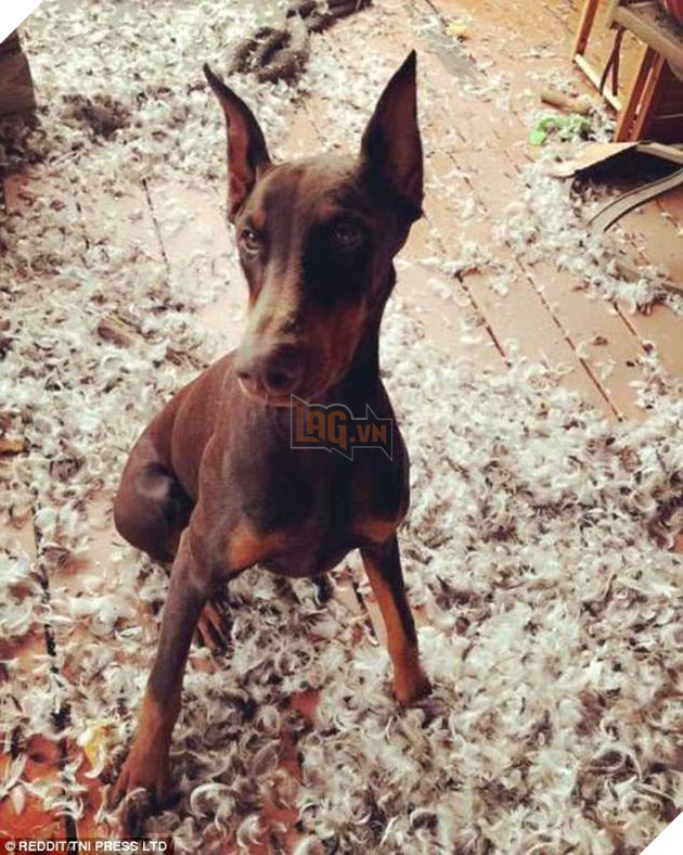 21 chú chó mèo nhân dịp chủ đi vắng là phá banh cả nhà - Ảnh 31.