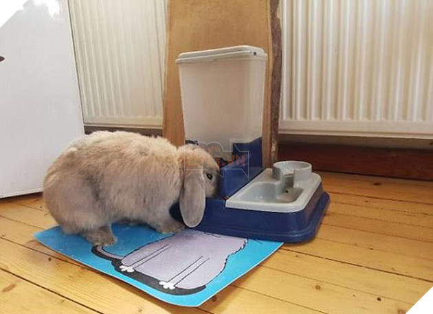 21 chú chó mèo nhân dịp chủ đi vắng là phá banh cả nhà - Ảnh 33.