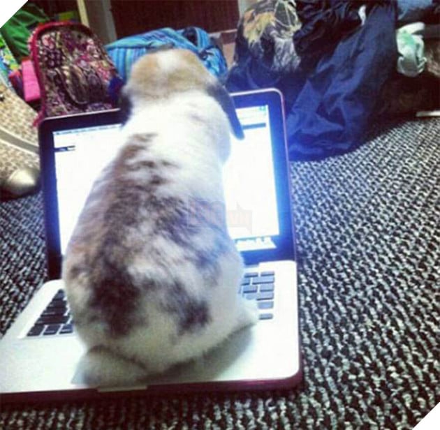 21 chú chó mèo nhân dịp chủ đi vắng là phá banh cả nhà - Ảnh 3.