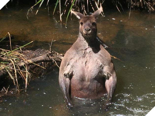 Con chuột túi khổng lồ đột biến nổi cơ bắp cuồn cuộn như lực sĩ thể hình - Ảnh 1.