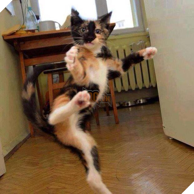10 hình ảnh chú mèo ‘đi quyền’ siêu hài hước, mỗi hình mỗi thế khiến người xem không nhịn được cười 2