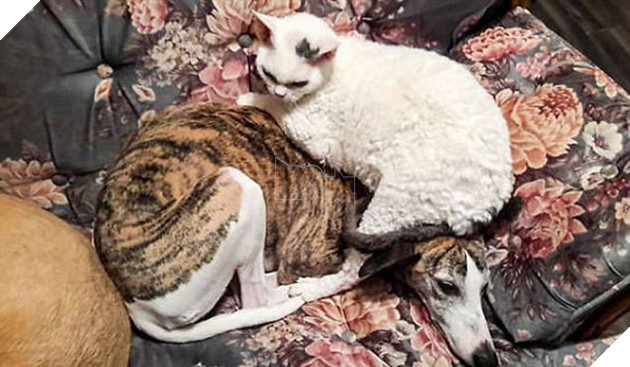 21 chú chó mèo nhân dịp chủ đi vắng là phá banh cả nhà - Ảnh 37.