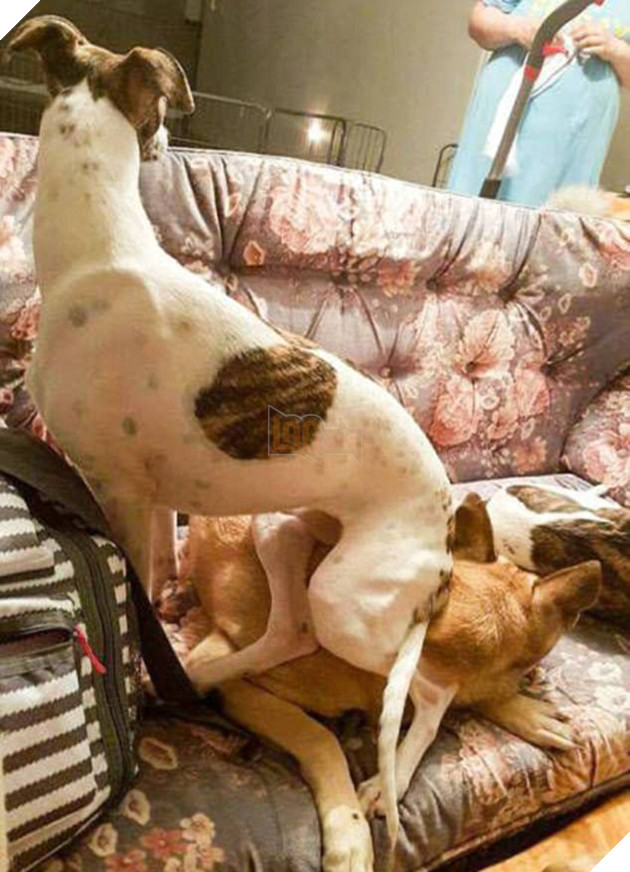 21 chú chó mèo nhân dịp chủ đi vắng là phá banh cả nhà - Ảnh 39.