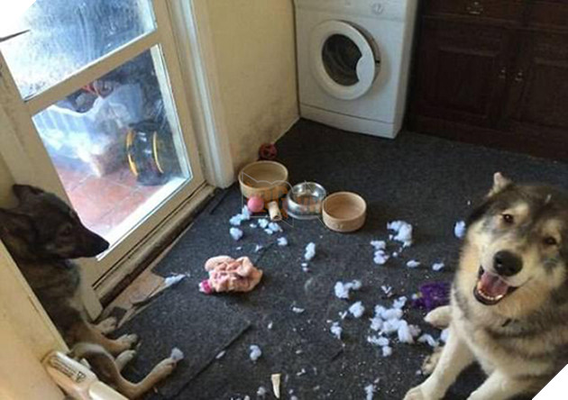21 chú chó mèo nhân dịp chủ đi vắng là phá banh cả nhà - Ảnh 41.