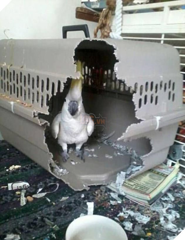 21 chú chó mèo nhân dịp chủ đi vắng là phá banh cả nhà - Ảnh 5.