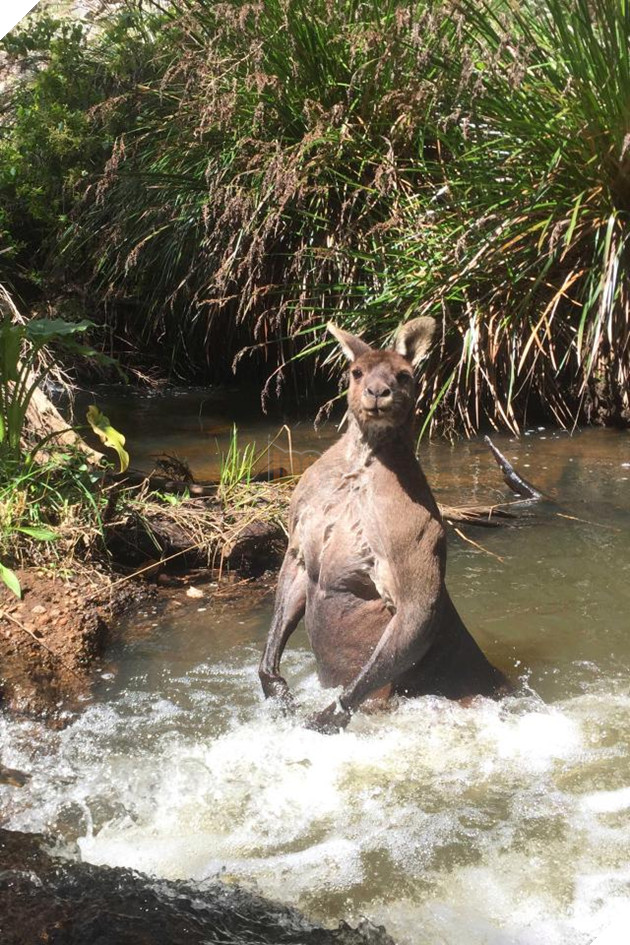 Con chuột túi khổng lồ đột biến nổi cơ bắp cuồn cuộn như lực sĩ thể hình - Ảnh 2.