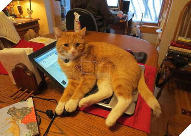 21 chú chó mèo nhân dịp chủ đi vắng là phá banh cả nhà - Ảnh 7.