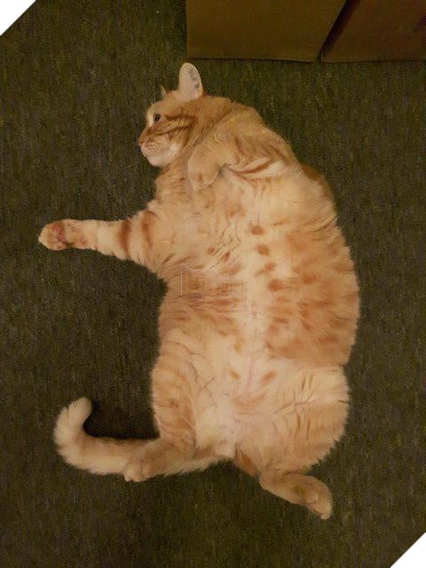 10 hình ảnh chú mèo ‘đi quyền’ siêu hài hước, mỗi hình mỗi thế khiến người xem không nhịn được cười 4