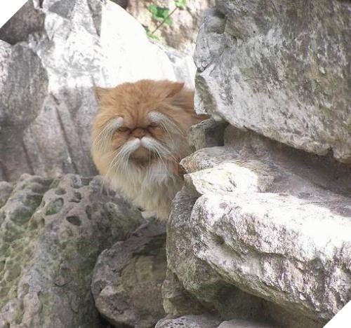 10 hình ảnh chú mèo ‘đi quyền’ siêu hài hước, mỗi hình mỗi thế khiến người xem không nhịn được cười 5