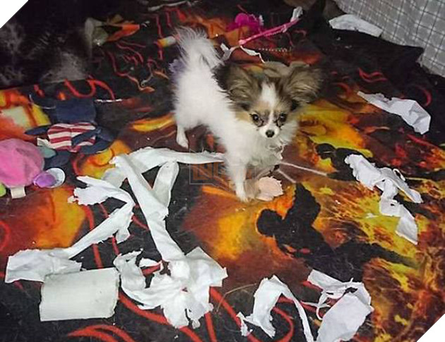 21 chú chó mèo nhân dịp chủ đi vắng là phá banh cả nhà - Ảnh 11.