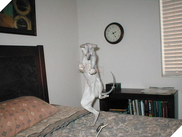 10 hình ảnh chú mèo ‘đi quyền’ siêu hài hước, mỗi hình mỗi thế khiến người xem không nhịn được cười 6