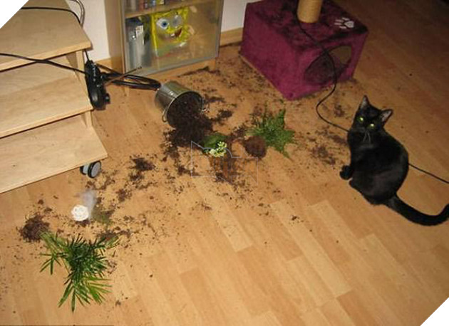 21 chú chó mèo nhân dịp chủ đi vắng là phá banh cả nhà - Ảnh 13.