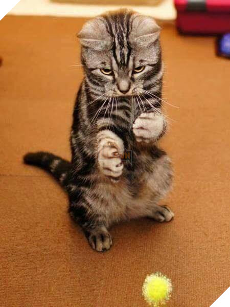 10 hình ảnh chú mèo ‘đi quyền’ siêu hài hước, mỗi hình mỗi thế khiến người xem không nhịn được cười 7