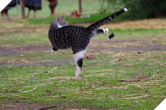 10 hình ảnh chú mèo ‘đi quyền’ siêu hài hước, mỗi hình mỗi thế khiến người xem không nhịn được cười 8