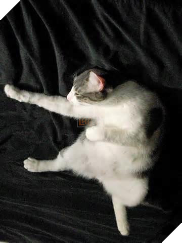 10 hình ảnh chú mèo ‘đi quyền’ siêu hài hước, mỗi hình mỗi thế khiến người xem không nhịn được cười 9