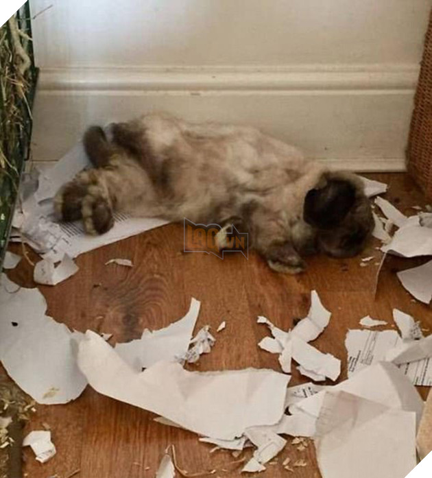 21 chú chó mèo nhân dịp chủ đi vắng là phá banh cả nhà - Ảnh 15.