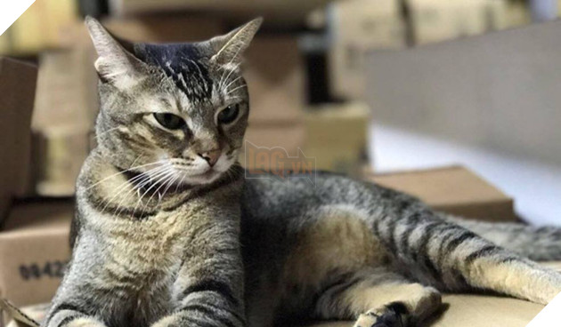 70,000 người ký đơn cứu chú mèo khỏi bị tạm giam sau cáo buộc cào rách tai một bé trai - Ảnh 1.