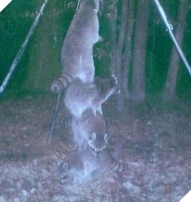 Đặt máy quay lén động vật, thợ săn bất ngờ khi thấy những hành vi kỳ lạ của chúng - Ảnh 1.