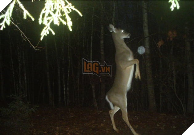 Đặt máy quay lén động vật, thợ săn bất ngờ khi thấy những hành vi kỳ lạ của chúng - Ảnh 9.