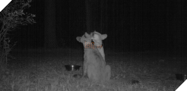 Đặt máy quay lén động vật, thợ săn bất ngờ khi thấy những hành vi kỳ lạ của chúng - Ảnh 11.